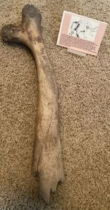 Ice Age Woolly MAMM0TH RIB F0SSIL R1 - Picture 1 of 2