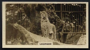 WILLS (NZ) - ZOO - #38 LEOPARD - Picture 1 of 2
