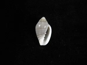 Sea Shell Marginella musica 18.2mm ID#9427 - Picture 1 of 2