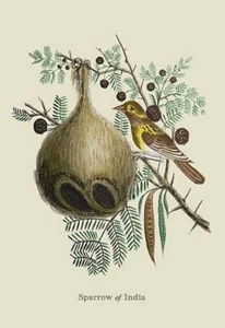 Impresión de póster de Sparrow of India James Forbes - Imagen 1 de 1