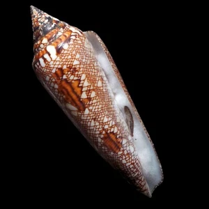 Conoidea -0001 Conus (Cylinder) bengalensis RARE FROM THAILAND W/O - Picture 1 of 2