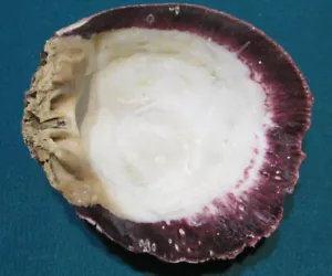 Red Orange Spiny Oyster Shell 6" - Picture 1 of 6