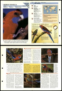 Crimson Rosella #185 Birds Wildlife Fact File Fold-Out Card