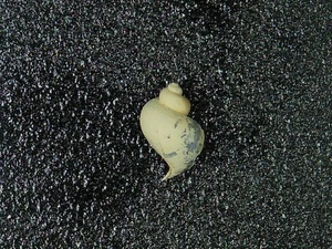PERACLE RETICULATA UNCOMMON - Picture 1 of 2