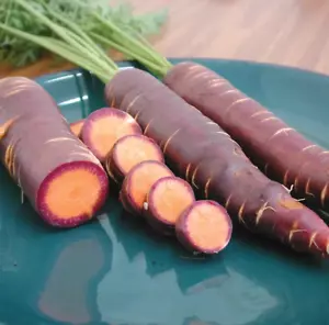 100+ Purple Dragon Carrot Seeds - Heirloom - Organic - Non Gmo --------- RARE - Picture 1 of 2