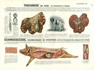 Cabinet de curiosité 1906 anatomie du porc planche n°57 - Imagen 1 de 1