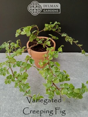 Variegated Creeping Fig - Ficus pumila 'Variegata' - Live Plant - 4 to 6 inches - Image 1 of 4