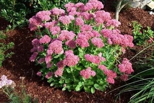 2 Live Sedum Autumn Joy Stonecrop Perennial Hardy Plant Zucculent Pink Flowers - Picture 1 of 4