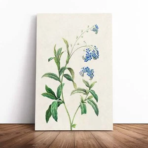 Water Forget-Me-Not Flowers Pierre-Joseph Redoute Canvas Wall Art Print Framed - Picture 1 of 7