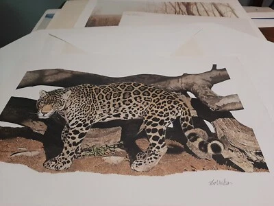 Jaguar Nicholas Wilson Panthera calidad museo sobre original impresión artística  Foto 1 de 4