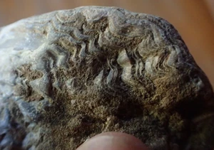 Fossil Oyster Shell Lopha Bellaplicata Post Oak Creek Texas Bivalve Science O4 - Picture 1 of 7