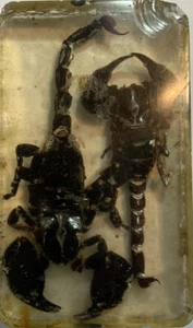 Two Scorpions In Lucite Paperweight - Picture 1 of 8
