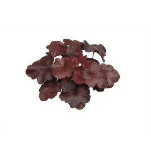 Heuchera 'Galaxy' - Campanilla púrpura "Galaxy" en maceta 12 cm - 12 cm - Imagen 1 de 2
