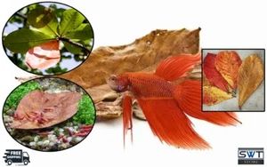 30 PCS Indian Almond Leaves Catappa Ketapang Leaf Fish Aquarium Shrimp Betta - Picture 1 of 11