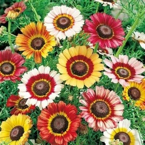 Painted Daisy MIXED Colors Pollinators Butterflies Perennial Non-GMO 200 Seeds! - Picture 1 of 11