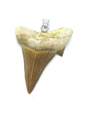Anhänger Haizahn 3-4 cm mit 925er Silber-Öse - Bild 1 von 2