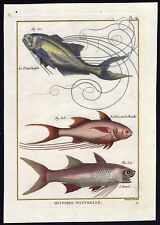 Antique Fish Print-POLYNEME-PARADISE-PLEBIAN-SEBAN-Bonnaterre-1788