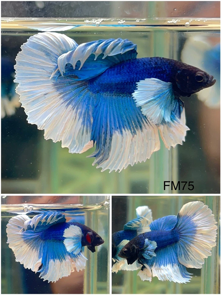 Male Betta Live Fish - Dumbo Blue White Halfmoon - FM75 - High Quality A++ - Image 1 of 1