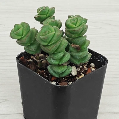 Succulent Plant - Crassula Rupestris Marnieriana : Jade Necklace - In 2" Pot - Image 1 of 3