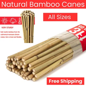 Professional Heavy Duty Extra Strong Bamboo Plant Support Garden Thick Canes - Picture 1 of 8
