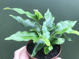 Pyrrosia lingua - Bild 1 von 1