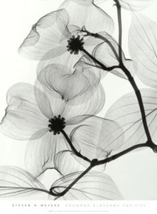Dogwood Blossoms (Positive) by Steven Meyers Tree Flowers X-ray Art Print 19x24 - Picture 1 of 1