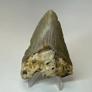 Megalodon Shark Tooth 3.49 Inch - Natural - Authentic Fossil - Carolina 19899 - Picture 1 of 8