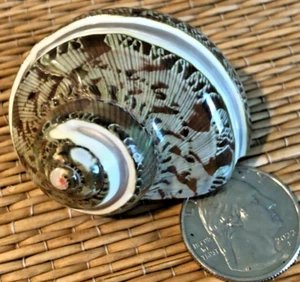 1 - 2" POLISHED PEARL BANDED TURBO PETHALATUS SEA SHELL - Picture 1 of 5