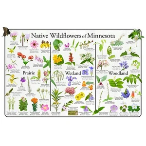 Póster de identificación de flores silvestres nativas de Minnesota/plantas nativas - Imagen 1 de 4