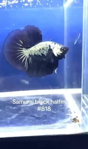 BETTA SAMURAI HALFMOON MALE LIVE FISH HIGH QUALITY#818 - Picture 1 of 6