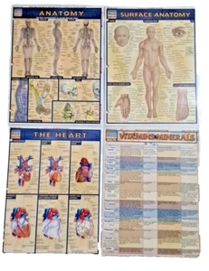 4 Laminated Bar Charts Inc Health Quick Study Academic Heart Anatomy Vitamins - Imagen 1 de 13