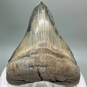 Extremely Colorful Sharply Serrated 4.50" Fossil MEGALODON Shark Tooth - USA - Picture 1 of 6