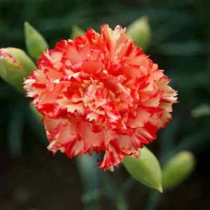 Carnation Dianthus caryophyllus Avranchin red & yellow 500 seeds+4" FREE LABEL - Picture 1 of 1