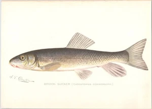 Antiguo S.F. original c 1900 Estampado de peces a color DENTON - Brook Sucker - Imagen 1 de 1