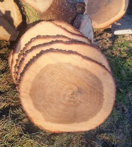 Baumscheibe Eiche 45-50cm Holzscheibe Tischplatte Dekoration - Bild 1 von 8