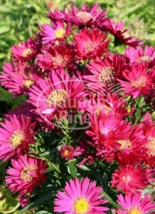 Glattblatt-Aster 'Royal Ruby novi belgii 'Royal Ruby' Staude im 1-Liter Topf - Bild 1 von 3