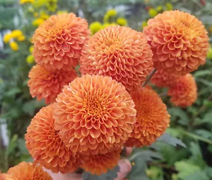 Lantern Chrysanthemum x 1 Plant - Perennial Cut Flowers Cottage - Picture 1 of 6