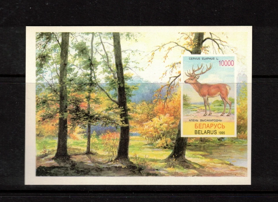 Bielorrusia Sc 134 MNH S/S de 1995 - Vida silvestre - Animales - Ciervo rojo - FH02 Foto 1 de 1