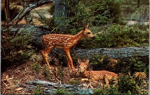 DEER Life of Riley RESORT Cook, Minnesota MN Lake Vermilion animal Postcard - Picture 1 of 2
