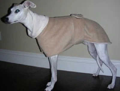 CUSTOM MADE *CUSTOM ANY SOLID COLOR FLEECE LINED DOG COAT & SNOOD WHIPPET MANCHESTER TERRIER