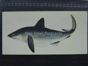 No.48 PORBEAGLE SHARK Sport Fish - Issued by Carreras / Black Cat 1978 - Picture 1 of 1