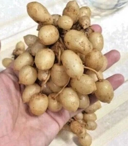 Rizoma bulbos de jengibre pavo real (Kaempferia rotunda) 300+ gr para plantar - Imagen 1 de 8