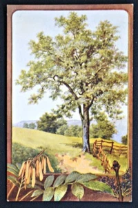 Postal Ash Tree PC Sevenoaks salmón sin usar alrededor de 1920 - Imagen 1 de 1