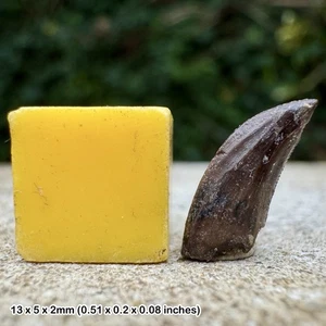 Dinosaur Raptor Tooth Fossil Acheroraptor Hell Creek Formation Cretaceous - Picture 1 of 2