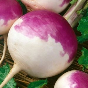 1/4 Lb Purple Top White Globe Turnip Seeds - Everwilde Farms Mylar Seed Packet - Picture 1 of 2