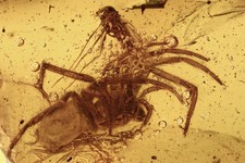 Large SPIDER Araneae Fossil Inclusion Genuine BALTIC AMBER 200602-52 +IMG