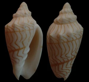 Paramoria guntheri 59.5 mm GIANT 9 USD international shipping - Picture 1 of 1