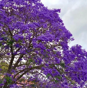 Paulownia elongata Blauglockenbaum Kiri Baum Winterhart bis ca. - 20 Grad -PE1A9 - Bild 1 von 7