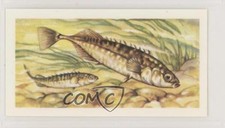 1973 Brooke Bond Freshwater Fish Black Back Ten-Spined Stickleback #35 z6d