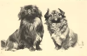 France Dog Portrait Study Pekingese Old Photo 1930 - Picture 1 of 3
